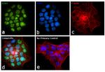 ETV5 Antibody in Immunocytochemistry (ICC/IF)