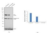 ETV5 Antibody in Western Blot (WB)