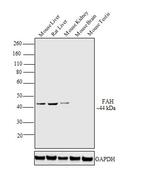 FAH Antibody in Western Blot (WB)