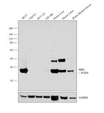 FBP1 Antibody