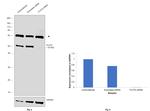 Flotillin 2 Antibody in Western Blot (WB)