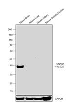 GNAO1 Antibody in Western Blot (WB)