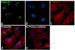 Golgin-97 Antibody in Immunocytochemistry (ICC/IF)