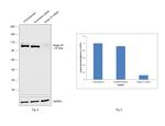 Golgin-97 Antibody in Western Blot (WB)