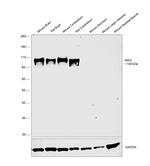 MAG Antibody