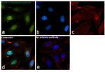 NCBP1 Antibody in Immunocytochemistry (ICC/IF)