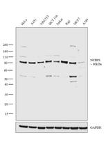 NCBP1 Antibody in Western Blot (WB)