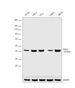 P2Y2 Antibody in Western Blot (WB)