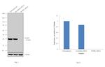 PCBP2 Antibody in Western Blot (WB)