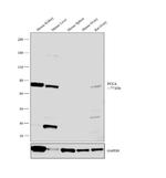 PCCA Antibody in Western Blot (WB)