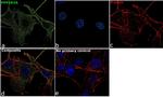 PPP2R3A Antibody in Immunocytochemistry (ICC/IF)