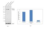 PPP2R3A Antibody