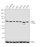 RARS Antibody in Western Blot (WB)