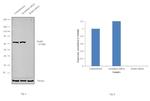 RARS Antibody in Western Blot (WB)