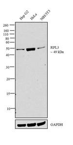 RPL3 Antibody in Western Blot (WB)