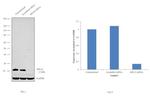 RPL24 Antibody