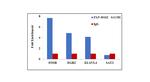 SATB1 Antibody in ChIP Assay (ChIP)