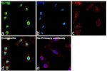 SATB1 Antibody in Immunocytochemistry (ICC/IF)