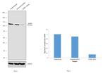 SATB1 Antibody in Western Blot (WB)