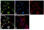 MUNC18 Antibody in Immunocytochemistry (ICC/IF)