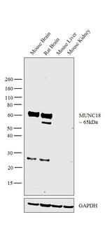 MUNC18 Antibody in Western Blot (WB)