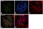 UQCRC2 Antibody in Immunocytochemistry (ICC/IF)