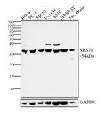 SRSF1 Antibody in Western Blot (WB)