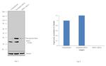 SRSF1 Antibody in Western Blot (WB)