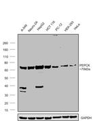 PCK2 Antibody in Western Blot (WB)