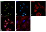 AGFG1 Antibody in Immunocytochemistry (ICC/IF)