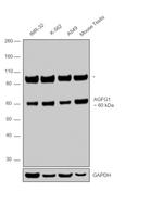 AGFG1 Antibody in Western Blot (WB)