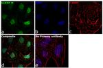 hnRNP M Antibody in Immunocytochemistry (ICC/IF)