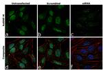 hnRNP M Antibody