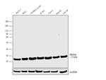 PRDX6 Antibody in Western Blot (WB)