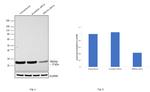 PRDX6 Antibody in Western Blot (WB)