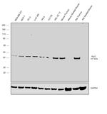 Arp3 Antibody