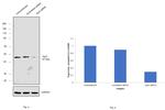 Arp3 Antibody in Western Blot (WB)