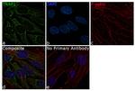 TRAP1 Antibody in Immunocytochemistry (ICC/IF)