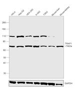 TRAP1 Antibody in Western Blot (WB)