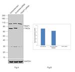 TRAP1 Antibody