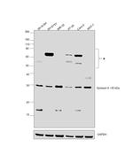 Syntaxin 6 Antibody in Western Blot (WB)