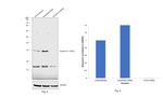 Syntaxin 6 Antibody in Western Blot (WB)