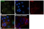 IFITM3 Antibody in Immunocytochemistry (ICC/IF)