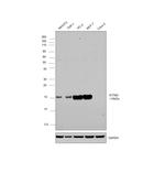 IFITM3 Antibody in Western Blot (WB)