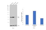 IFITM3 Antibody in Western Blot (WB)