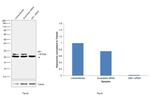 HP1 beta Antibody in Western Blot (WB)