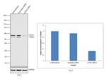 U2AF2 Antibody in Western Blot (WB)