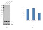 POLR1D Antibody