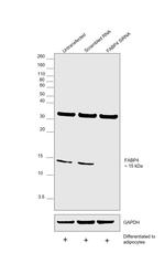 FABP4 Antibody in Western Blot (WB)