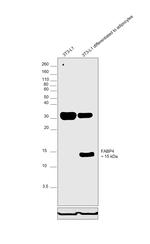 FABP4 Antibody in Western Blot (WB)